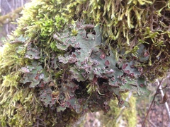 Dendriscosticta gelida