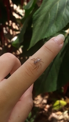 Thyene coccineovittata