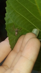 Thyene coccineovittata