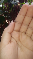 Thyene coccineovittata