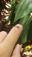 Thyene coccineovittata