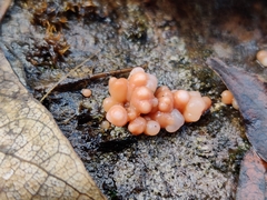 Ditangium cerasi