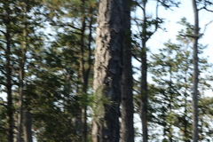 Pinus serotina