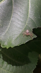 Thyene coccineovittata