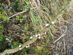 Baccharis genistelloides
