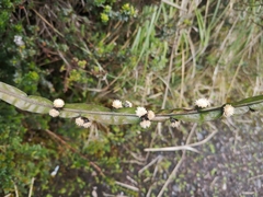 Baccharis genistelloides