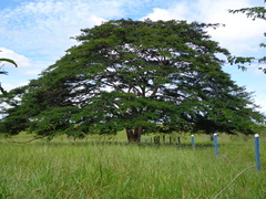 Albizia pedicellaris