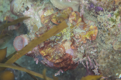 Sonderophycus capensis