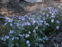 Polemonium pulchellum