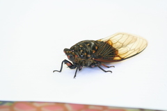 Cryptotympana mandarina