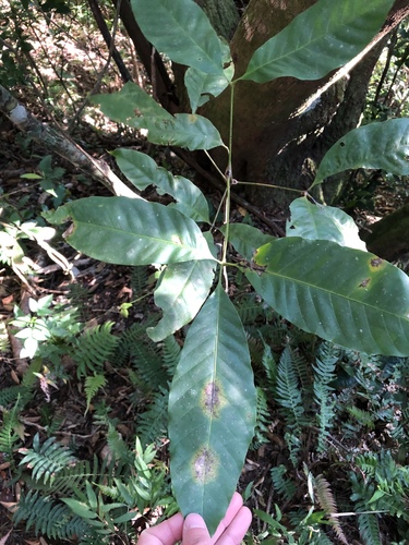Hippocastanaceae image