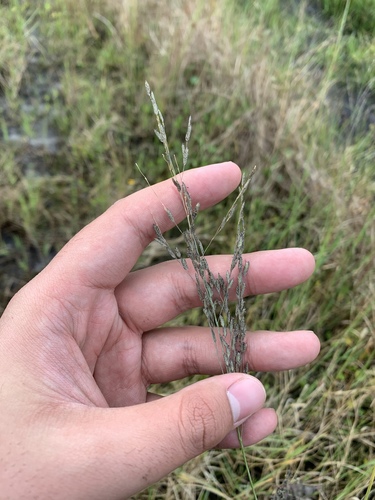 Image of Eragrostis atrovirens by (c) Brandon Corder, some rights reserved (CC BY)