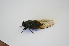 Cryptotympana mandarina