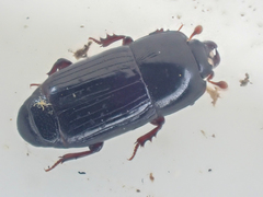 Platysoma punctigerum