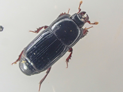 Platysoma punctigerum