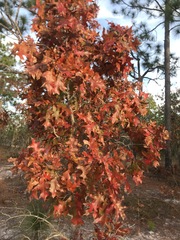 Quercus laevis