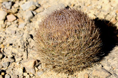 Echinomastus durangensis