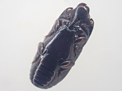 Platysoma punctigerum