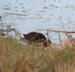 Pardirallus maculatus