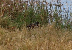 Pardirallus maculatus