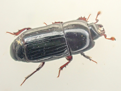 Platysoma punctigerum