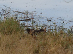 Pardirallus maculatus