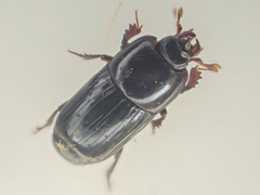 Platysoma punctigerum