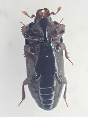 Platysoma punctigerum
