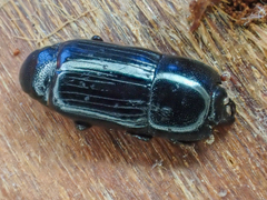 Platysoma punctigerum