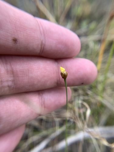 Image of Xyris brevifolia by (c) Brandon Corder, some rights reserved (CC BY)