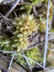 Hedgehog Sphagnum