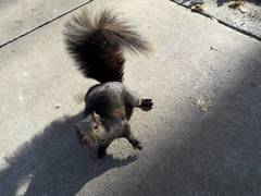 Sciurus carolinensis