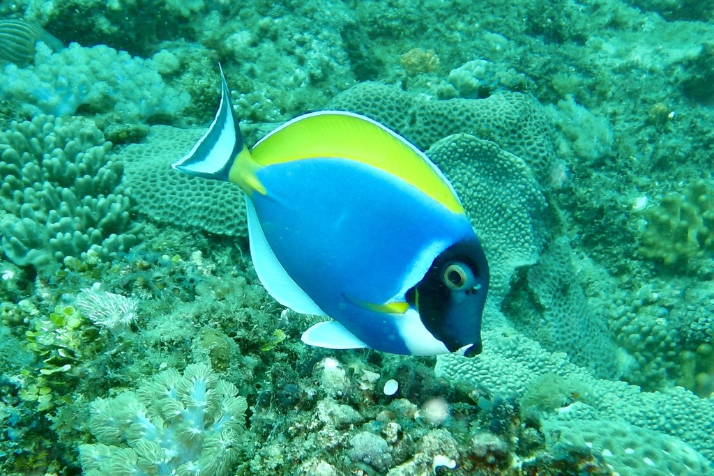 Photo of Powder Blue Surgeonfish (Acanthurus leucosternon)
