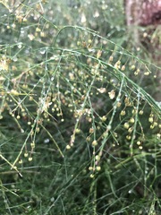 Asparagus virgatus