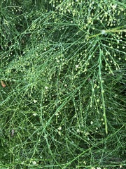 Asparagus virgatus