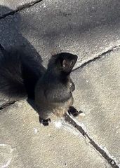 Sciurus carolinensis