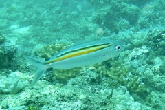 Caesio xanthalytos