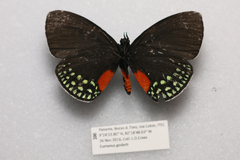 Eumaeus godartii