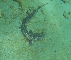 Atelomycterus marmoratus