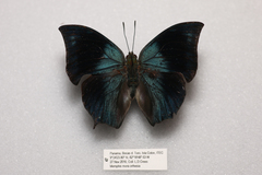 Memphis mora orthesia