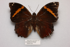 Opsiphanes invirae