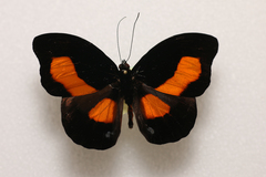 Catonephele acontius