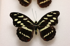 Catonephele acontius