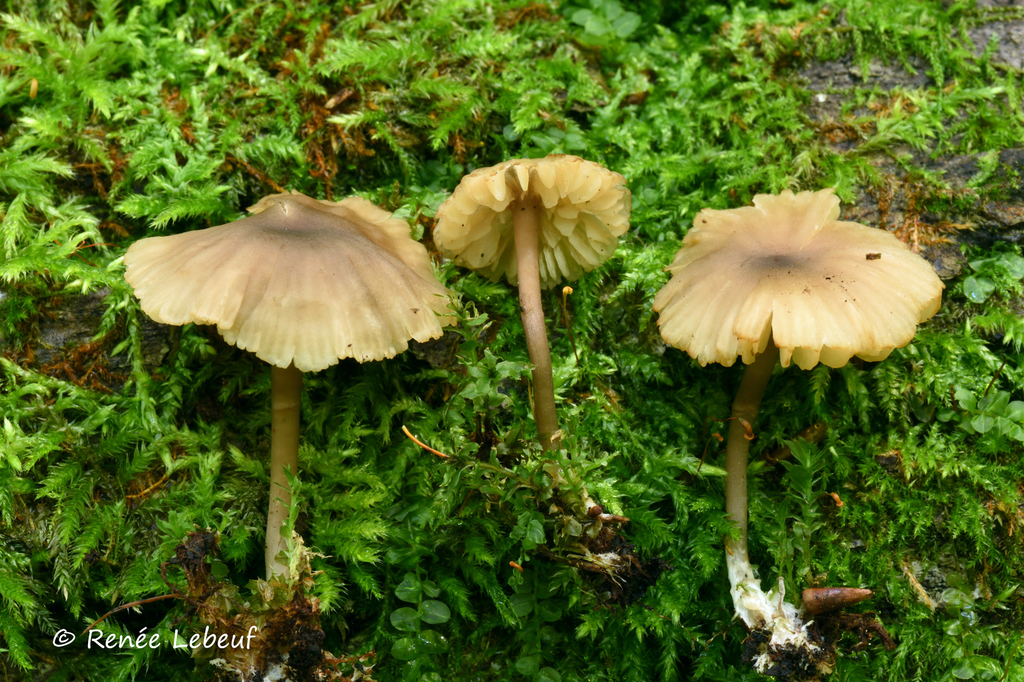 Callistosporium sp. 'IN02'