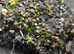 Placidium squamulosum