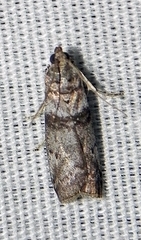 Sciota subfuscella