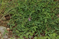 Desmodium batocaulon