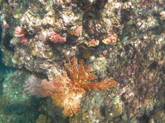 Melithaea ochracea