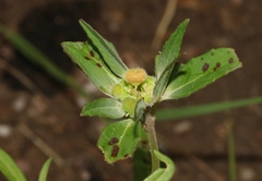 Euphorbia cuphosperma