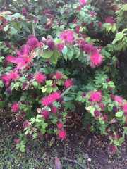 Calliandra tergemina emarginata